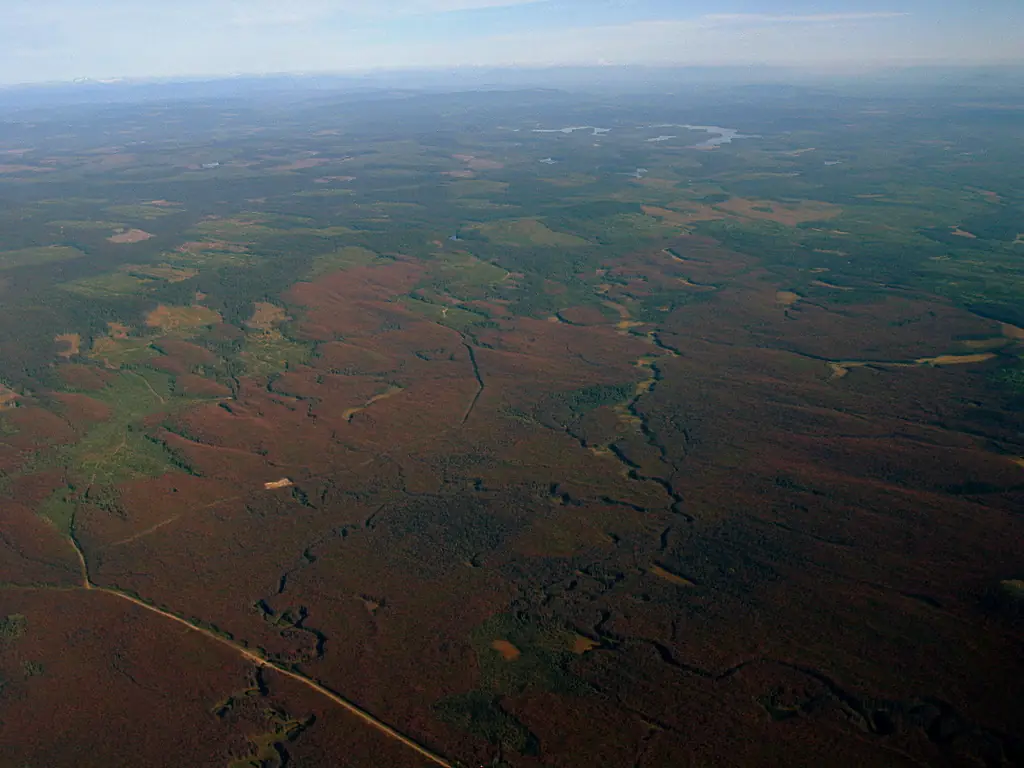 Aerial view of red, beetle-killed pine forest northwest of Prince George, with Summit Lake in the distance