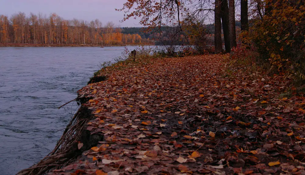 A leaf-covered trail ending at the riverbank on Poplar Island in Prince George